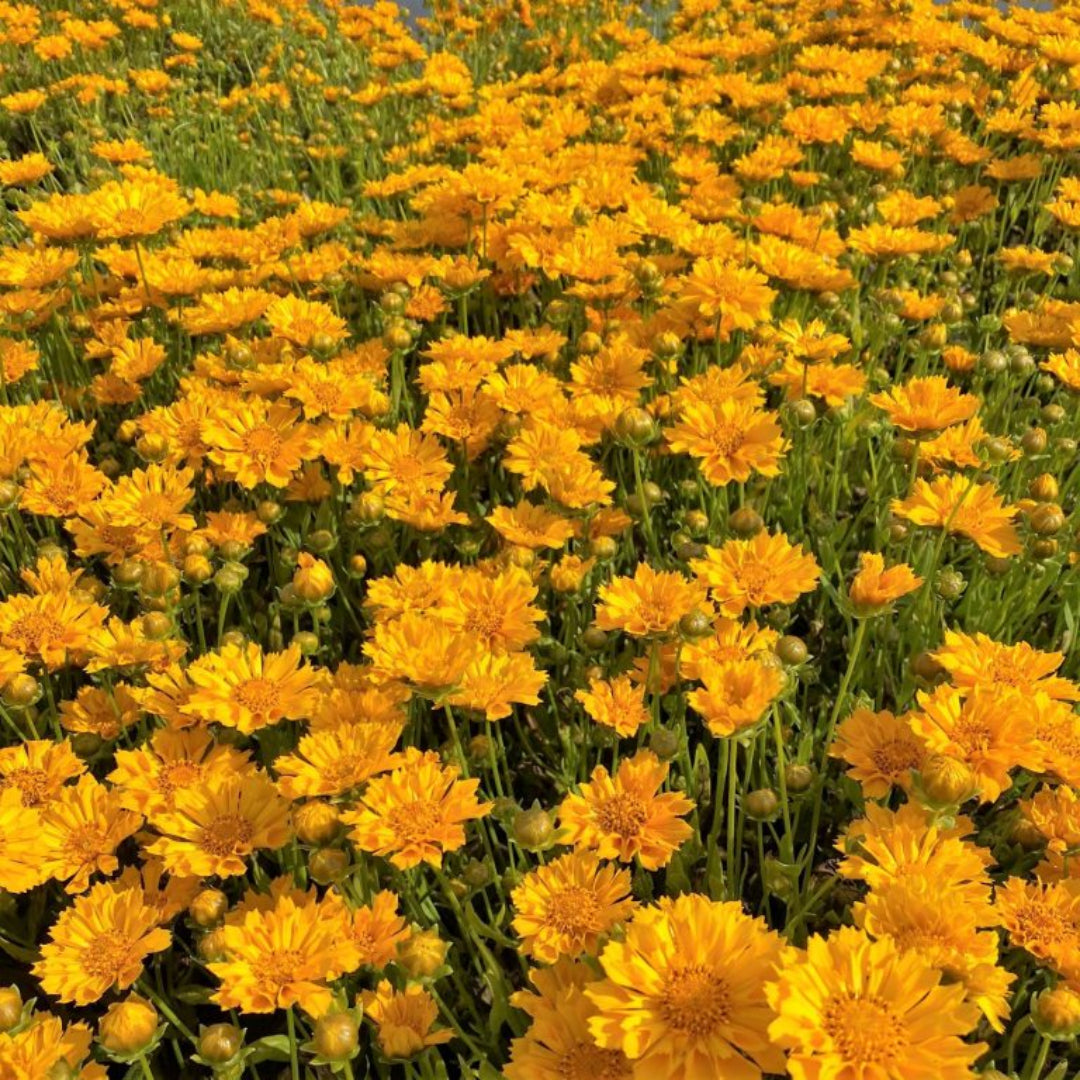 Coreopsis x &