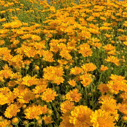 Coreopsis x &