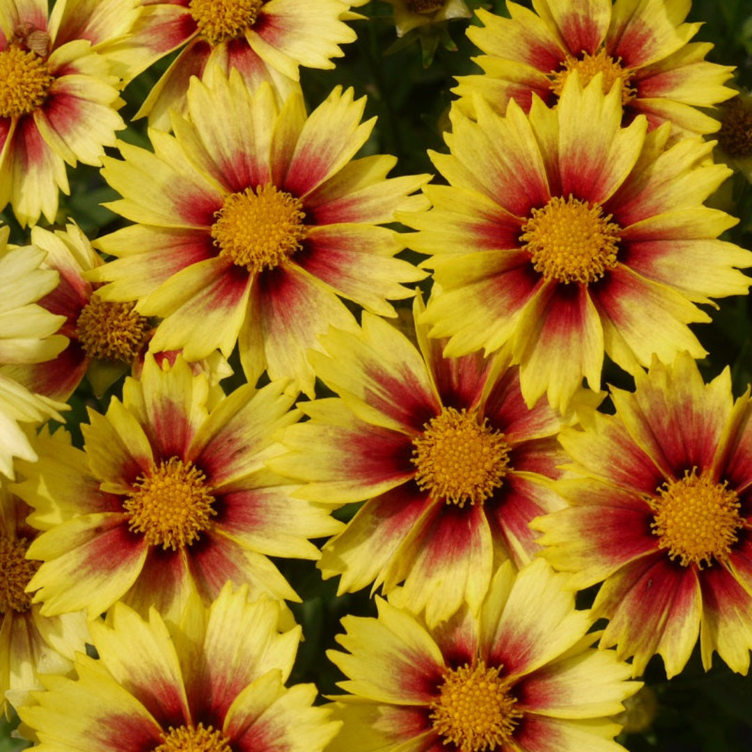 Coreopsis Li&