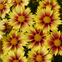 Coreopsis Li'l Bang™ 'Enchanted Eve' PP27857 - Qt. - [EG]