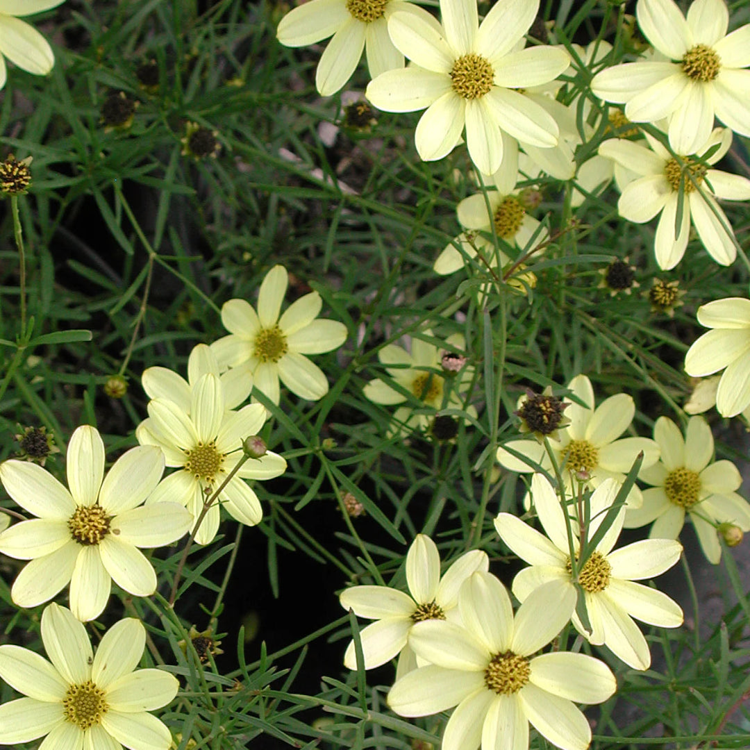 Coreopsis Moonbeam tickseed flowering perennial