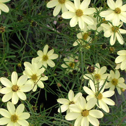 Coreopsis Moonbeam tickseed flowering perennial
