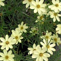 Coreopsis Moonbeam tickseed flowering perennial