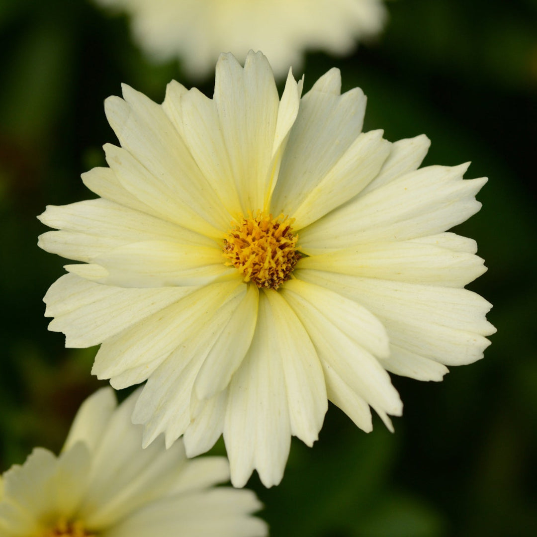Coreopsis hybrida &