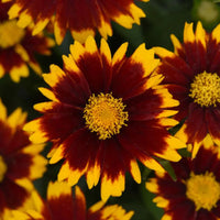 Coreopsis hybrida 'Uptick Red' - [EG]