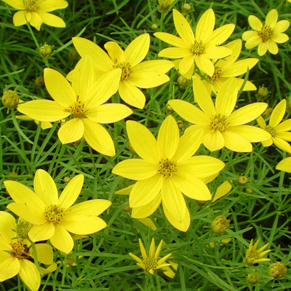 Coreopsis verticillata &