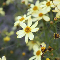 Moonbeam Coreopsis verticillata in bloom