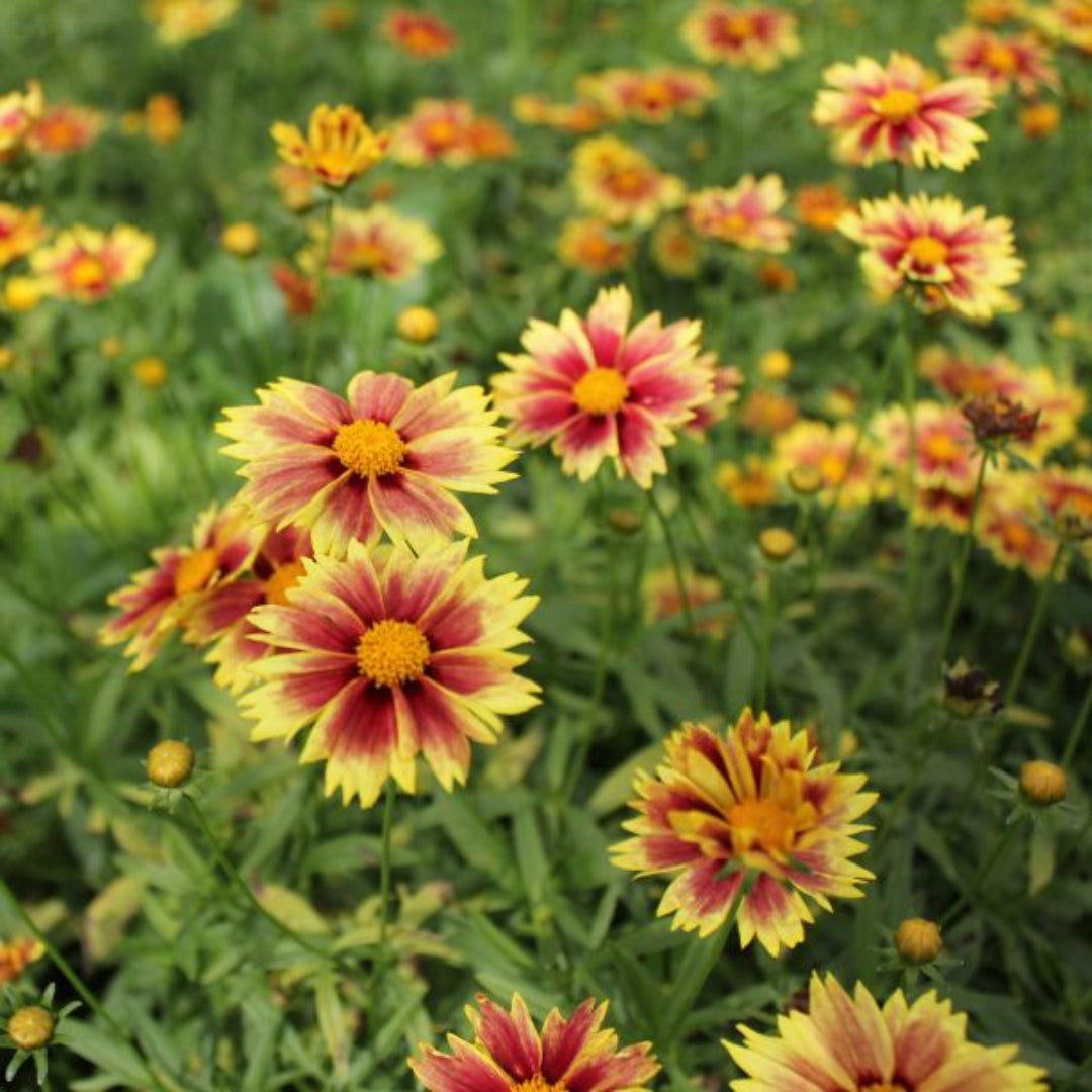 Coreopsis Li&
