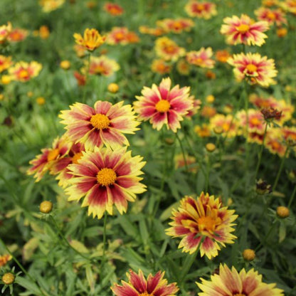 Coreopsis Li&
