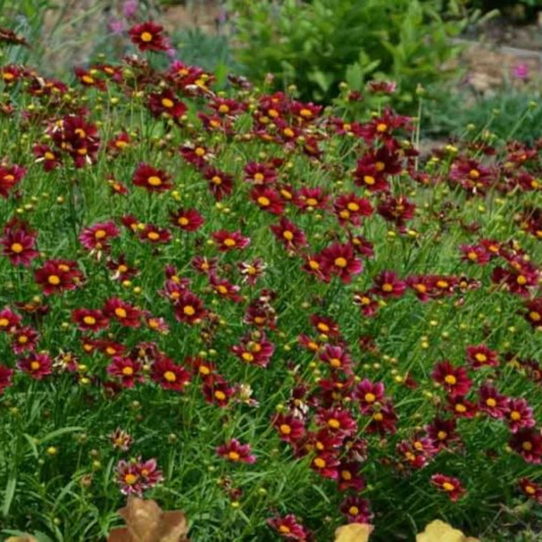 Coreopsis Li’l Bang ‘Red Elf’ (Tickseed)