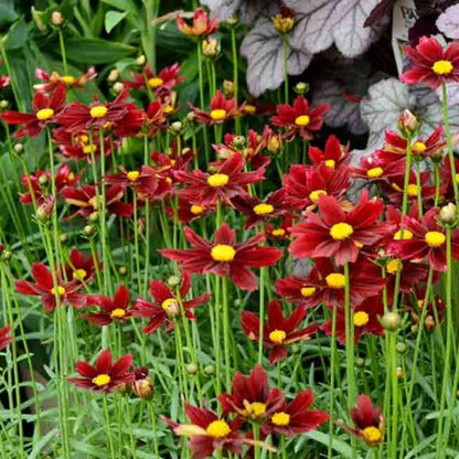 Coreopsis Li’l Bang ‘Red Elf’ (Tickseed)