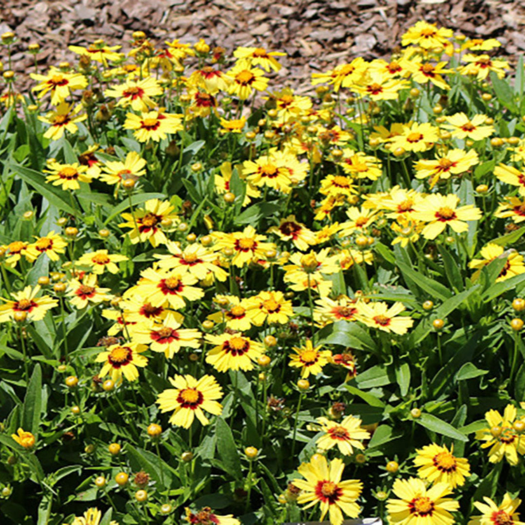 Coreopsis Hybrida &