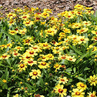 Coreopsis Hybrida 'Uptick Yellow and Red' - [EG]