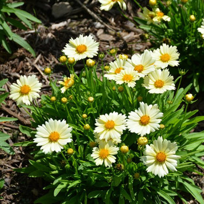 Coreopsis hybrida &