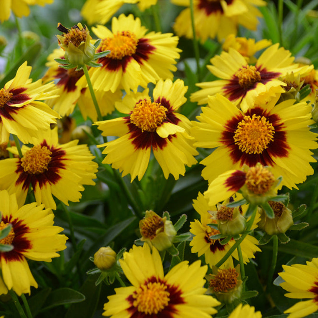 Coreopsis Hybrida &