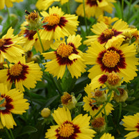 Coreopsis Hybrida 'Uptick Yellow and Red' - [EG]