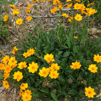 Coreopsis auriculata Nana perennial yellow flowers