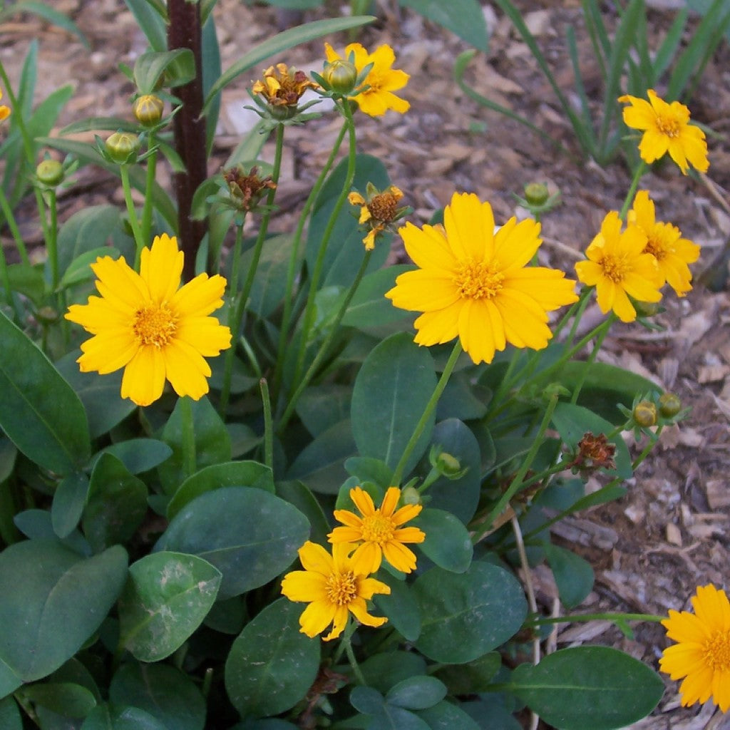Quart Pot/10 Count Flat: Coreopsis Auriculata 'Nana' Mouse Ear Tickseed. Tick-Shaped, Flat Green Leaves, Bright Yellow Flowers