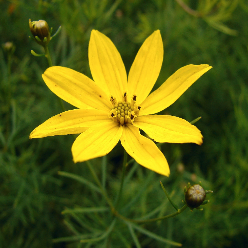 Coreopsis verticillata &