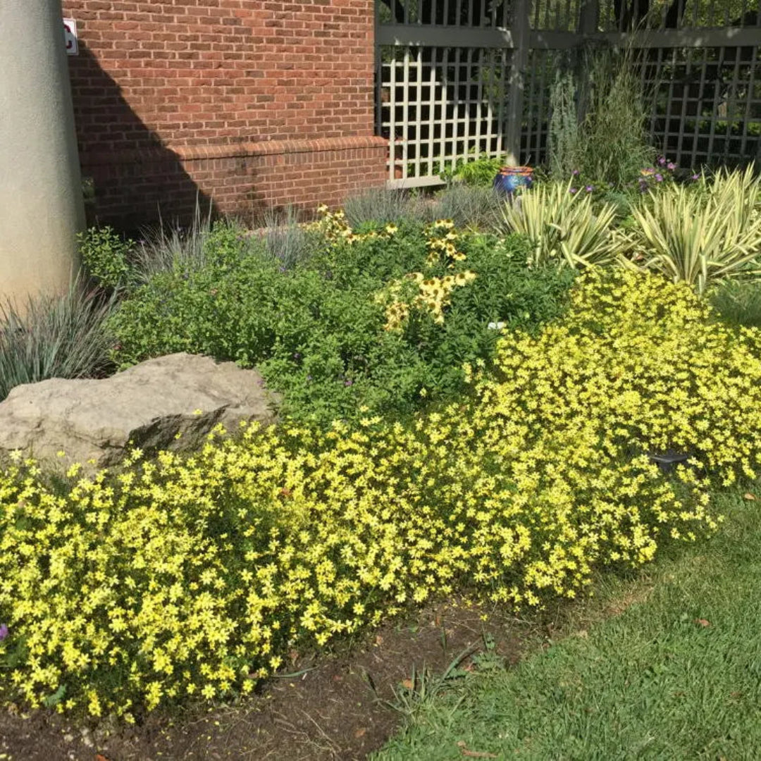 Coreopsis Moonbeam in landscape planting