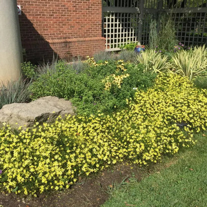 Coreopsis Moonbeam in landscape planting