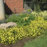 Coreopsis Moonbeam in landscape planting
