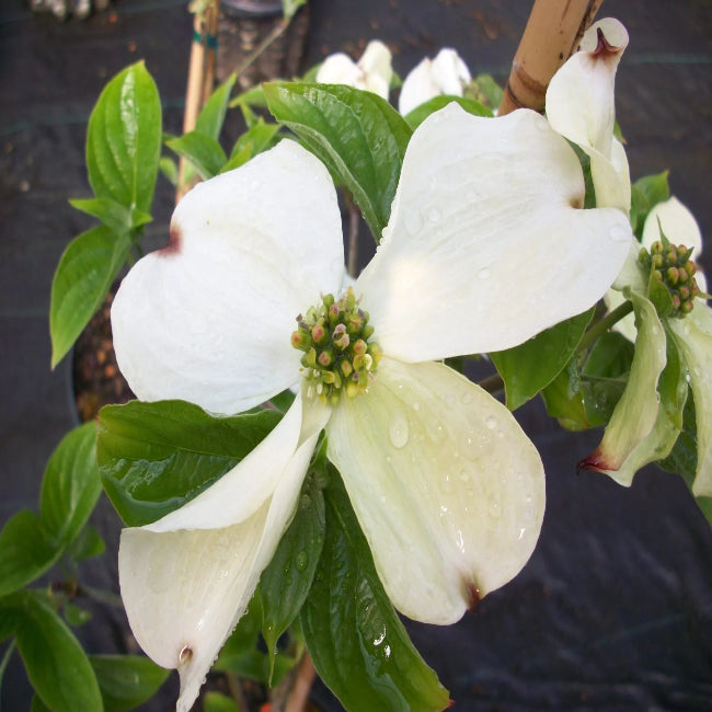 Cloud Nine Dogwood Tree