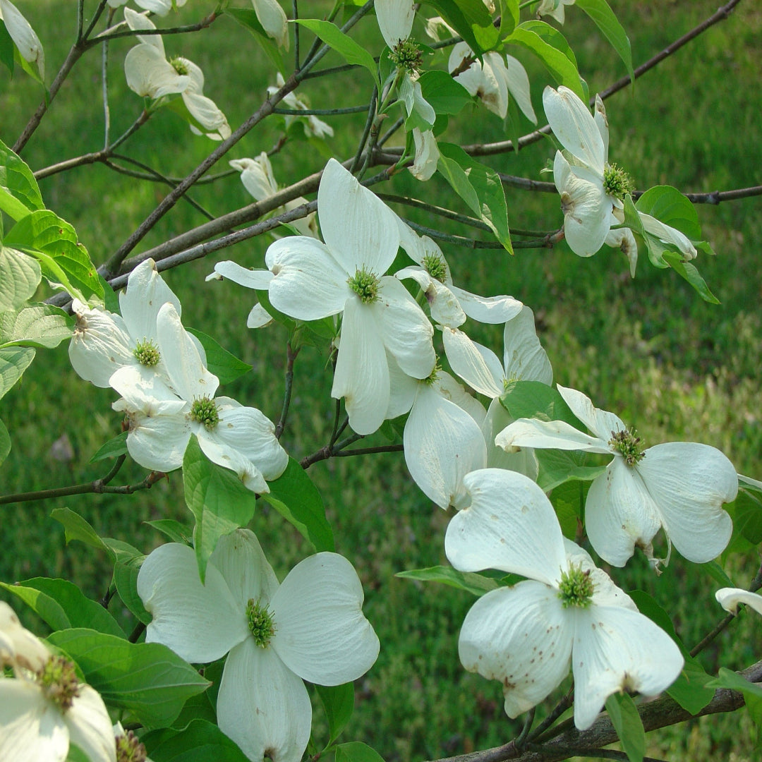 Appalachian Spring Dogwood