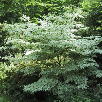 Wolf Eye Kousa Dogwood Tree