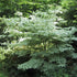Wolf Eyes Chinese Dogwood Tree with white-edged leaves