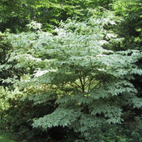 Wolf Eyes Chinese Dogwood Tree with white-edged leaves