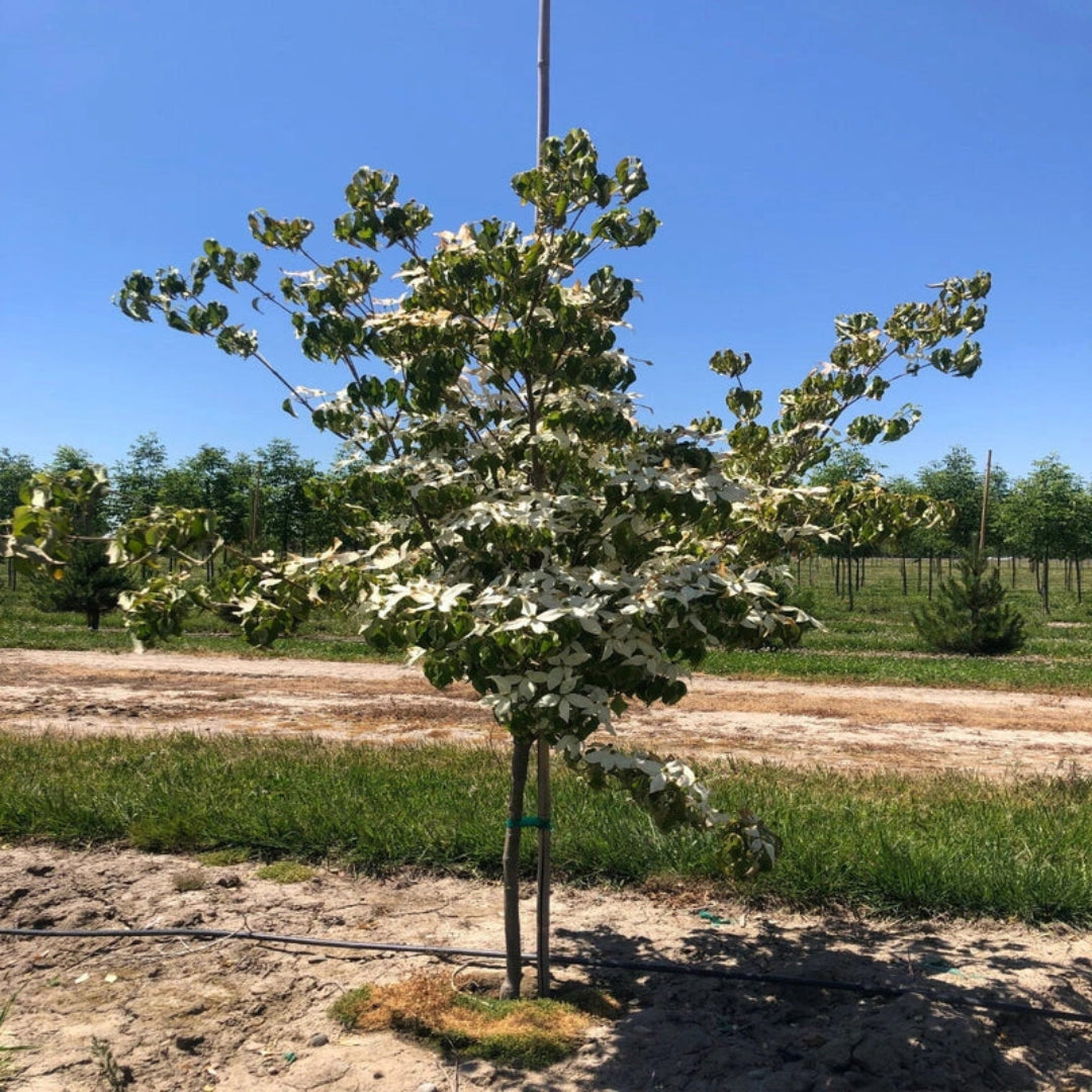 Milky Way Dogwood Tree with clusters of white flowers