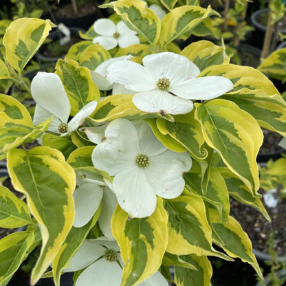 Dogwood Celestial Shadow (Hybrid) Tree