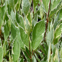 Red twig structure of Strawberry Daiquiri Dogwood