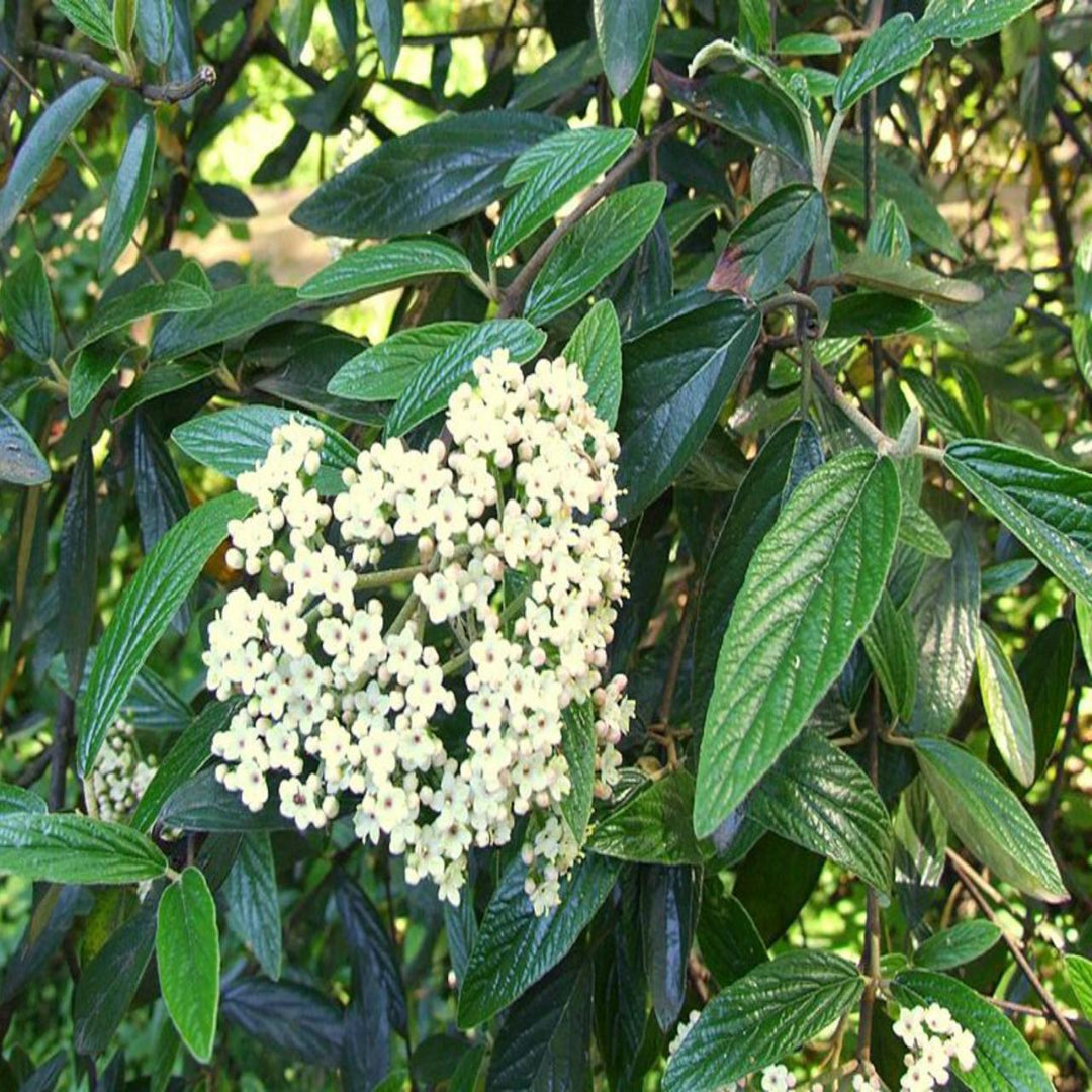 Pragense Viburnum Shrub