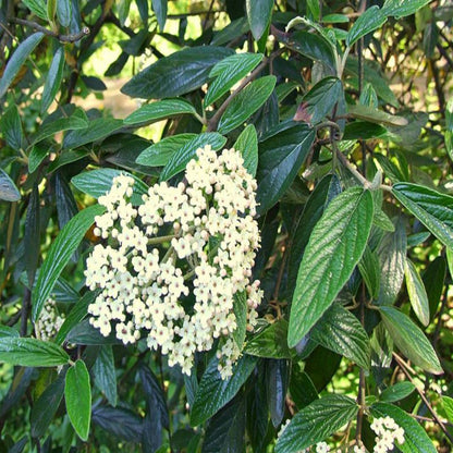 Pragense Viburnum Shrub