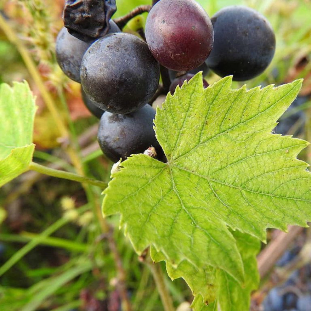Cowart Muscadine Grape Vine