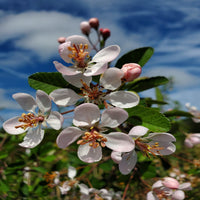 Close-up of Southern Crabapple flowers on branch