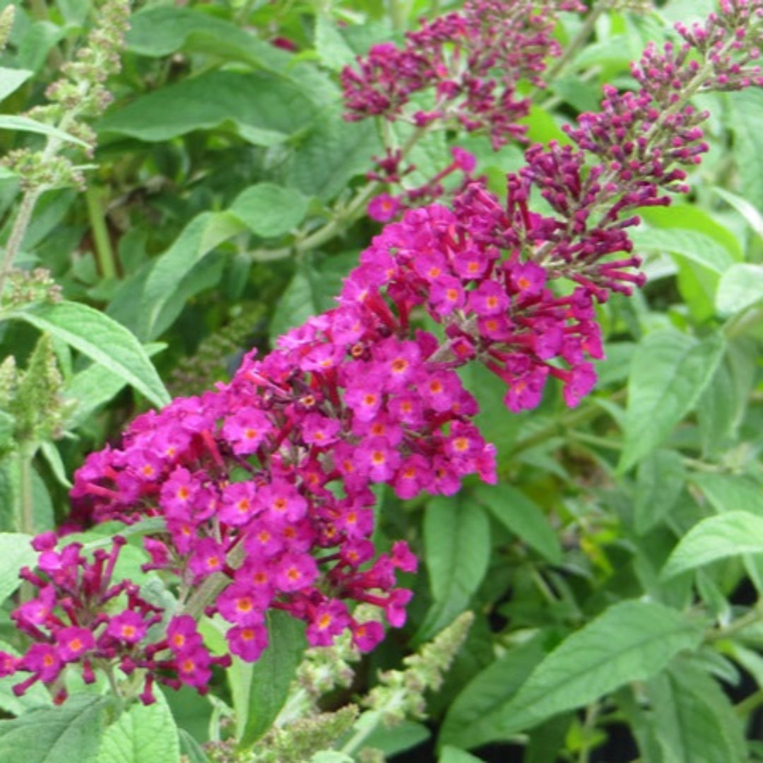 Buddleia CranRazz Butterfly Bush