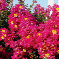 Berry Dazzle crape myrtle with dense mounded growth habit