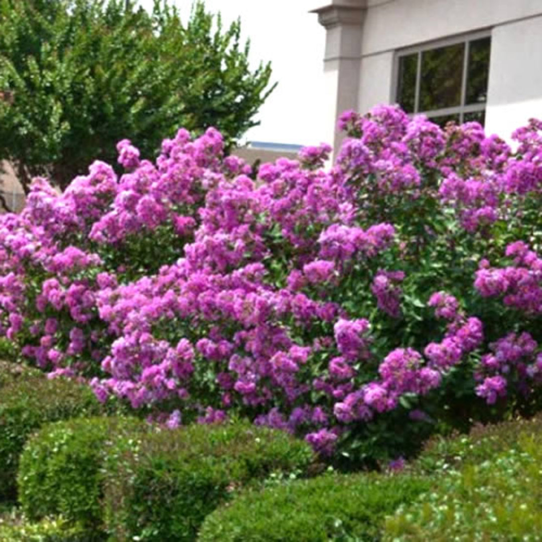 Crape Myrtle Early Bird Lavender