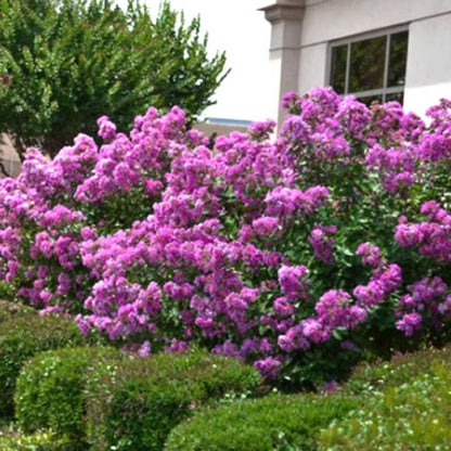 Crape Myrtle Early Bird Lavender