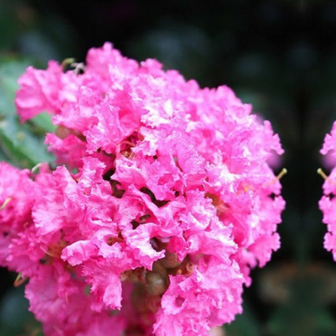 Red flowering Pocomoke Dwarf Crape Myrtle in landscape