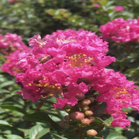 Dwarf Crape Myrtle in garden bed with dark green foliage