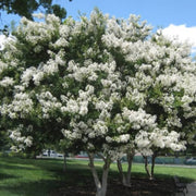 Sarah's Favorite Crape Myrtle, Gorgeous White Flowers, Bears Large, Loose Clusters of Crinkly White Flowers On Almost Every Branch.