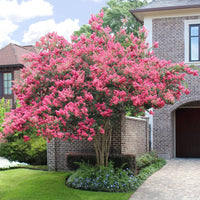 Tuscarora' Crape Myrtle, Coral Pink Flowers, Gorgeous Fall Color