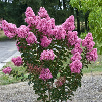 Lagerstroemia Barista 'Dark Roast' Dwarf Crapemyrtle - [EG]