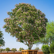 Tuscarora' Crape Myrtle, Coral Pink Flowers, Gorgeous Fall Color