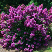 Purple Magic Crape Myrtle