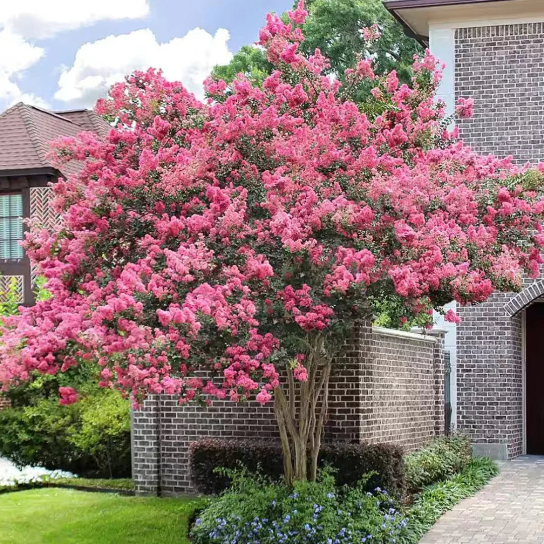 Pink Velour Crape Myrtle in full bloom during summer